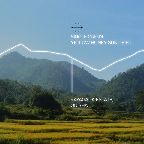 Odisha Yellow Honey | Yellow Honey Sun Dried | Medium Roast