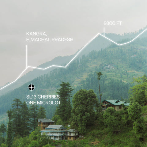 Kangra, Himachal Pradesh | Mulberry Mosto Ferment | Medium Roast
