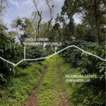Baarbara Naturals | Natural | Medium Light Roast